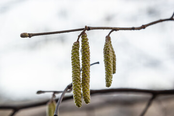 Common hazel Corylus avellana, in the spring blooms in the forest