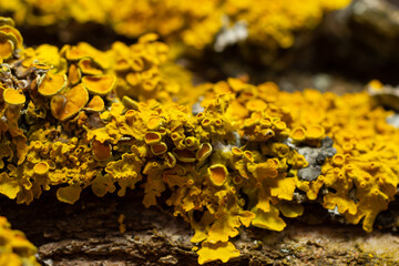 Xanthoria parietina common orange lichen, yellow scale, maritime sunburst lichen and shore lichen on the bark of tree branch. Thin dry branch with orange lichen, close-up, on blurred background - obrazy, fototapety, plakaty