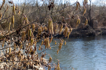 Small branch of black alder Alnus glutinosa with male catkins and female red flowers. Blooming alder in spring beautiful natural background with clear earrings and blurred background