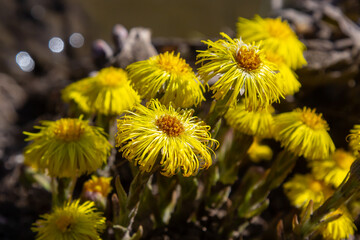 Tussilago farfara, commonly known as coltsfoot is a plant in the groundsel tribe in the daisy family Asteraceae. Flowers of a plant on a spring sunny day