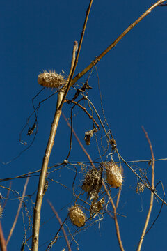 Dry spiny lobe Echinocystis lobata in winter. Dry fruits with seeds overwinter hanging on the branches of bushes