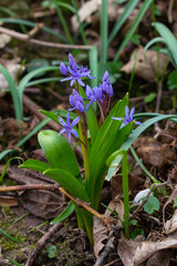 Scilla bifolia, the alpine squill or two-leaf squill, is a herbaceous perennial plant of the family Asparagaceae. Art photo of the early flowering plant Scilla bifolia, the alpine squill