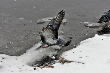 Fototapeta premium pigeon on the snow