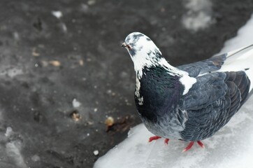 Fototapeta premium pigeon on the snow
