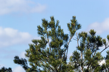 Last year's brown cones on a pine branch against a blue spring sky. Selective focus. A luxurious long needle on a pine branch. Nature concept for design. Texture as a background