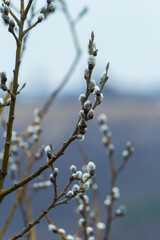 Willow Salix caprea branch with coats, fluffy willow flowers. Easter. Palm Sunday. Goat Willow Salix caprea in park, Willow Salix caprea branches with buds blossoming
