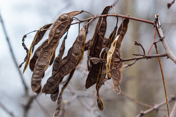 Black locust seeds hanging and dry so that the black seed fall out. Black locust seed pods