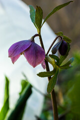 Early spring forest blooms hellebores, Helleborus purpurascens. Purple wildflower in nature. Hellebore macro details