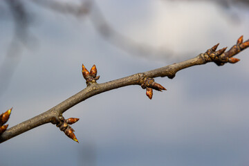 budding buds on a tree branch in early spring macro. Early spring, a twig on a blurred background....