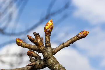 budding buds on a tree branch in early spring macro. Early spring, a twig on a blurred background. The first spring greens