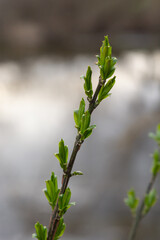 budding buds on a tree branch in early spring macro. Early spring, a twig on a blurred background. The first spring greens