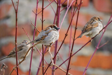 sparrows sitting on a branch on a blurred background
