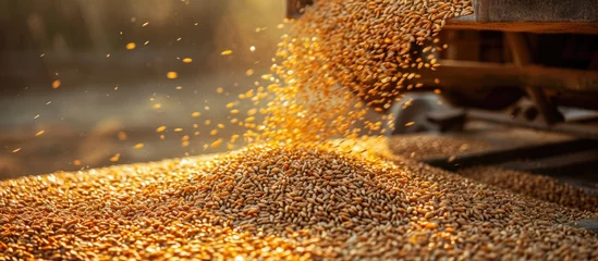 Fotobehang Wheat grain loading at agro plant during harvest. © 2rogan