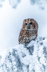 The tawny owl perching on the branch in dream snowed country