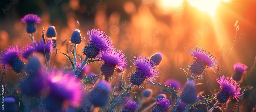 Canvas Prints Captivating Purple Thistle Blossoms under the Enchanting Evening Sunshine