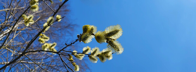 Blooming yellow fluffy willow on a blue sky background