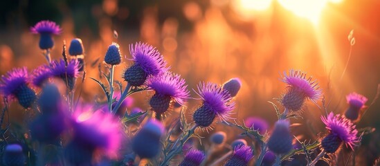 Captivating Purple Thistle Blossoms under the Enchanting Evening Sunshine - Powered by Adobe
