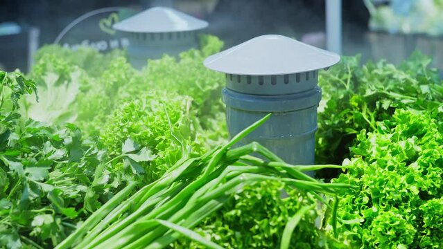 Shop counter with humidifier fresh green vegetables. Bundles of green herbs under misting system. Storing greenery in store. Shop with humidifier to keep vegetables fresh. Close-up in 4K, UHD