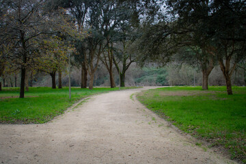 Fototapeta na wymiar path in the park for the green trees