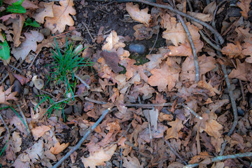 autumn leaves in the forest ground