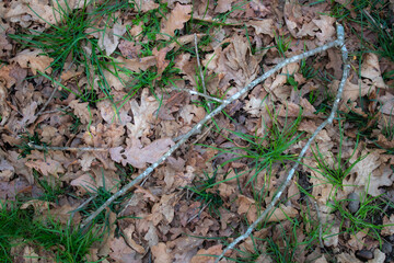 autumn leaves in the grass