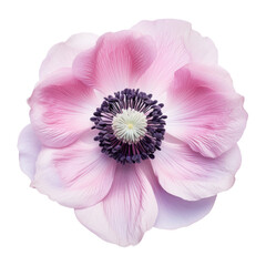 flower - Pale purple Anemone flowers with soft violet hues and slender petals, in the close-up view, are about to bloom.