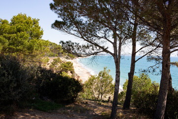 Beach coastline through the trees