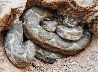 a snake curled up in his nest hole, Curled serpent rests peacefully.