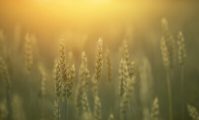 Obraz premium green ears of wheat grow in the field