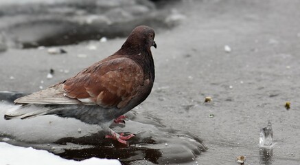pigeon on the snow