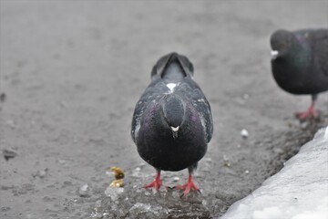 pigeon in the snow