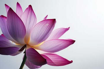 Blooming lotus flower - obrazy, fototapety, plakaty