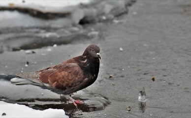 pigeon on ice