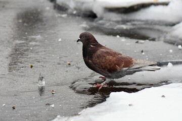 pigeon on the snowy frozen lake