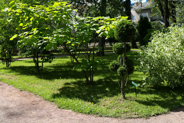 The young Catalpa tree is a genus of plants in the Bignoniaceae family that grows in a green city park.