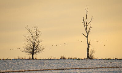 Samotne drzewa w zimie, przelot ptaków, pola ii śnieg
