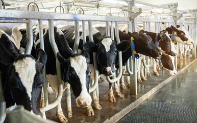 Cows are milked by a machine on the farm.
