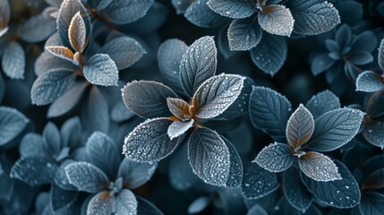 Unveil the intricate patterns of frost on a winter morning's delicate flora.