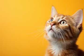 cat looks up with interest at something on a yellow background. Copy space for text