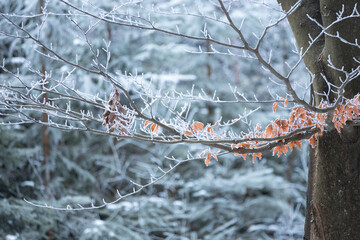 Frozen beech tree detail with blurred trees covered with snow on background
