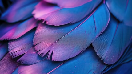 Obraz premium Plumage of tropical unusual fairy birds blue purple feathers as background