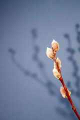 willow branch with shadow on blue background, copy space, selective focus