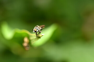 insect ktyr caught a fly for lunch
