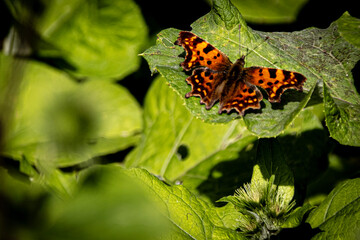 butterfly on a flower