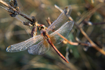 Dragonfly.Odonata