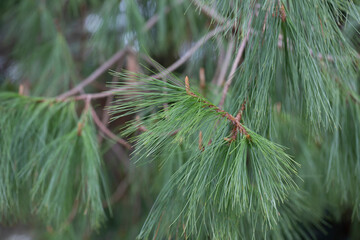 Close-up Long-coniferous pine. Pinus leiophylla Schiede ex Schltdl. Commonly known as the...