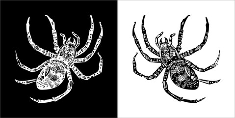Illustration vector graphics of spider icon