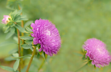 purple aster flower close-up on a green background