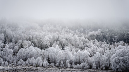 misty morning in the forest