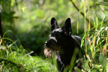 Seniorhund. Alter Schnauzer Mix im sommerlichen Wald